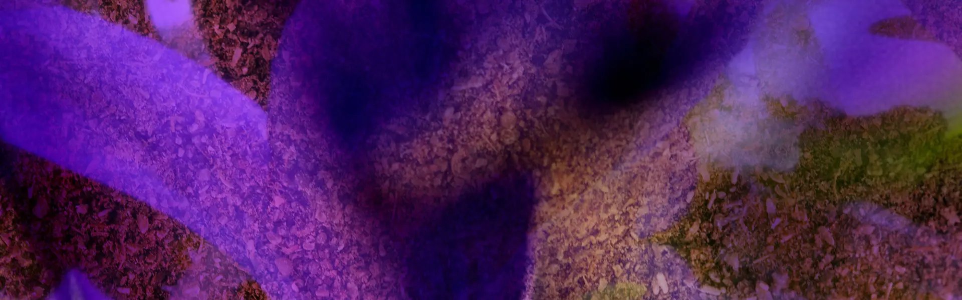 Artistic impression of the ingredient