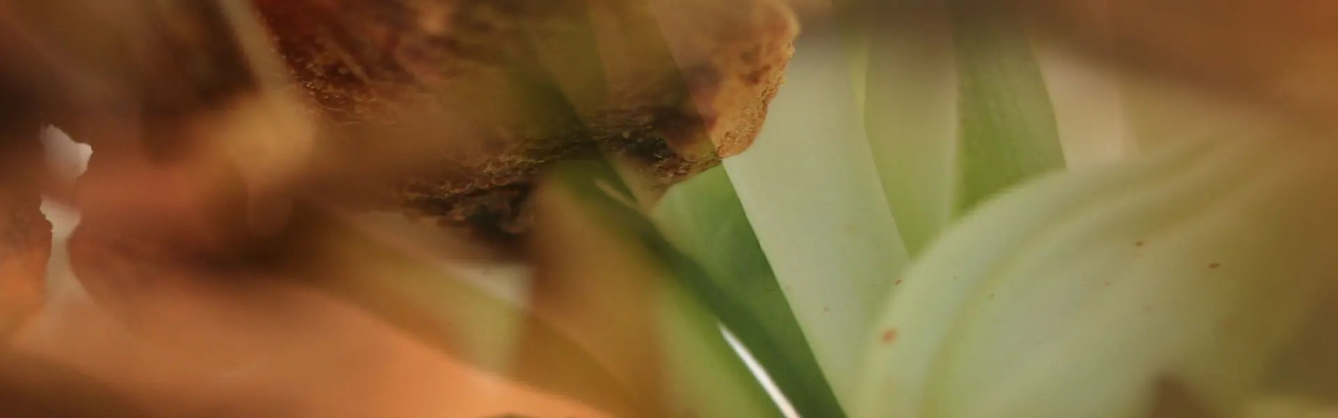 Artistic impression of the ingredient