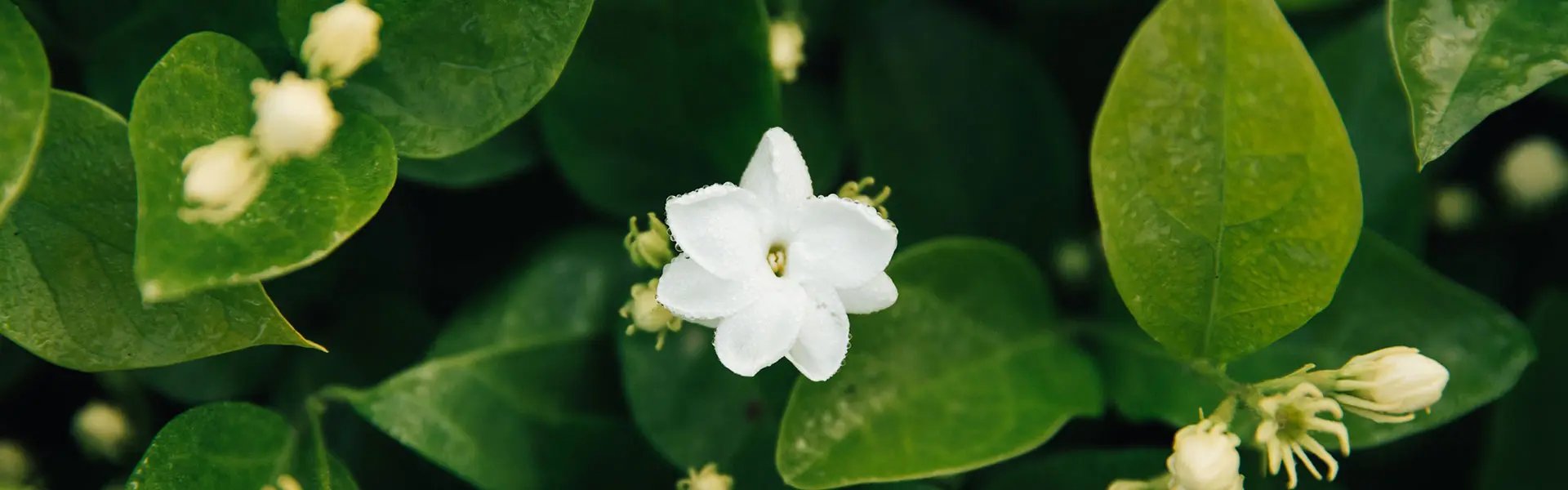 Jasmine sambac flowers