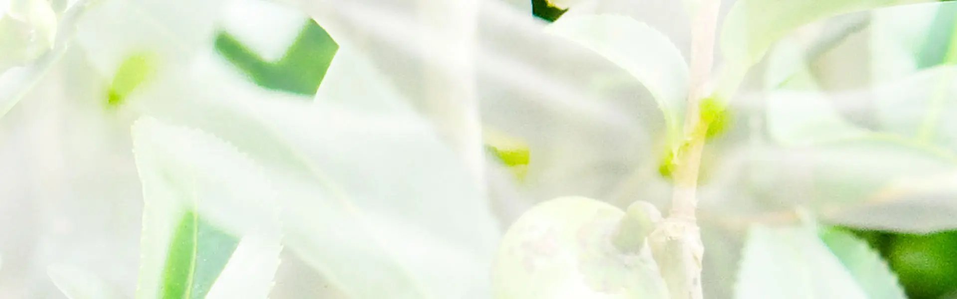 Artistic impression of the ingredient