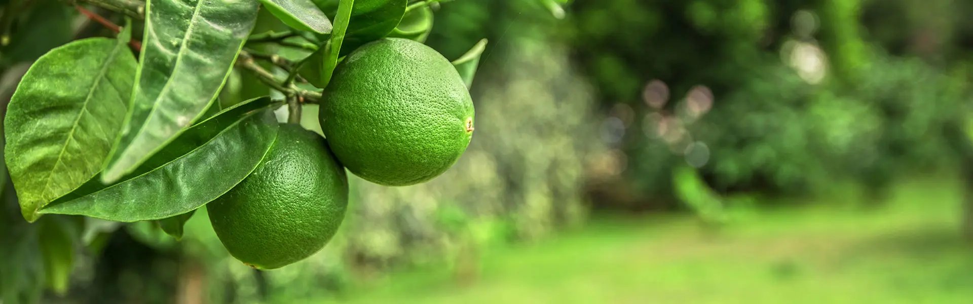 Limes hanging on a tree