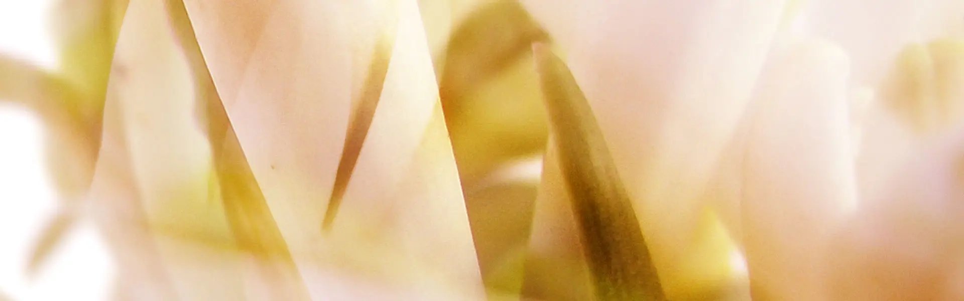 Artistic impression of the ingredient
