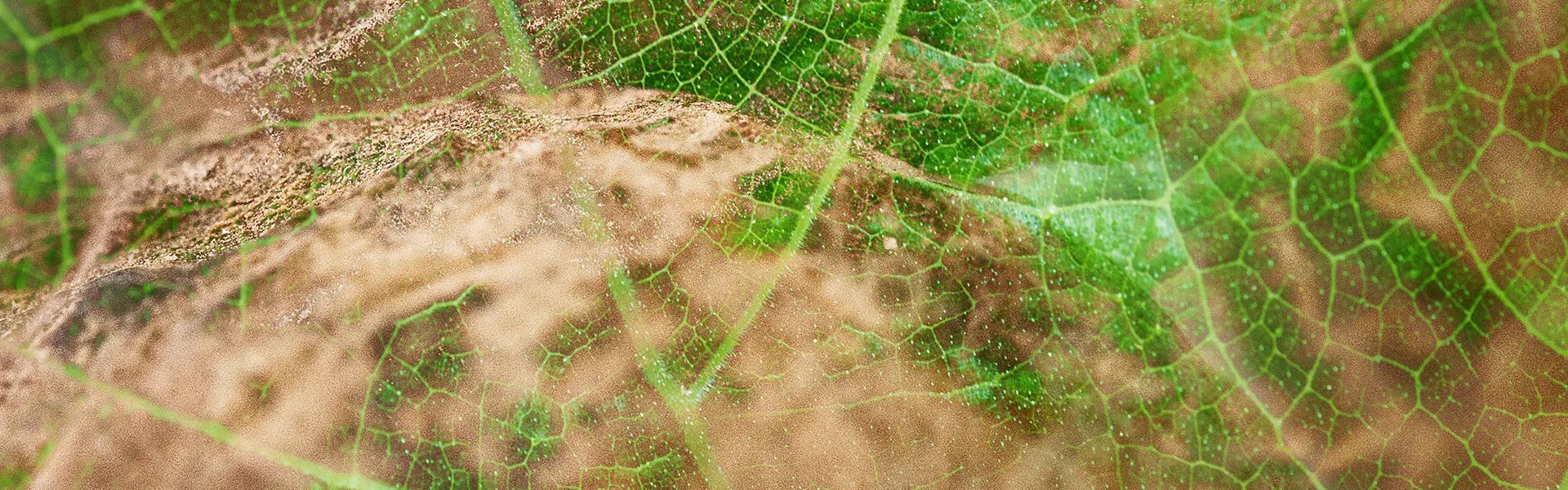 Artistic impression of the ingredient