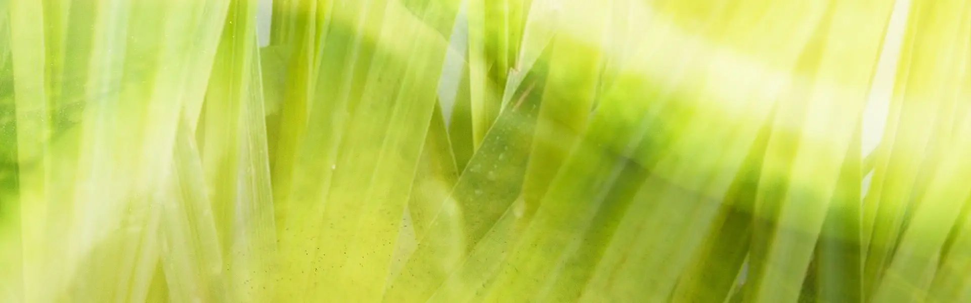 Artistic impression of the ingredient