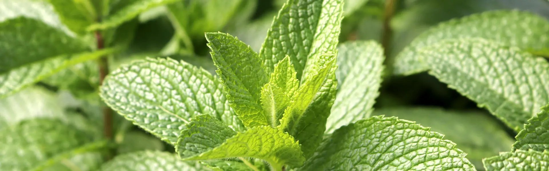 Field mint leaves