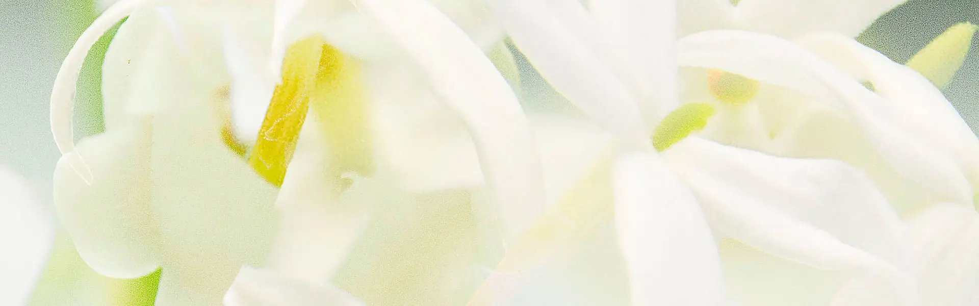 Artistic impression of the ingredient
