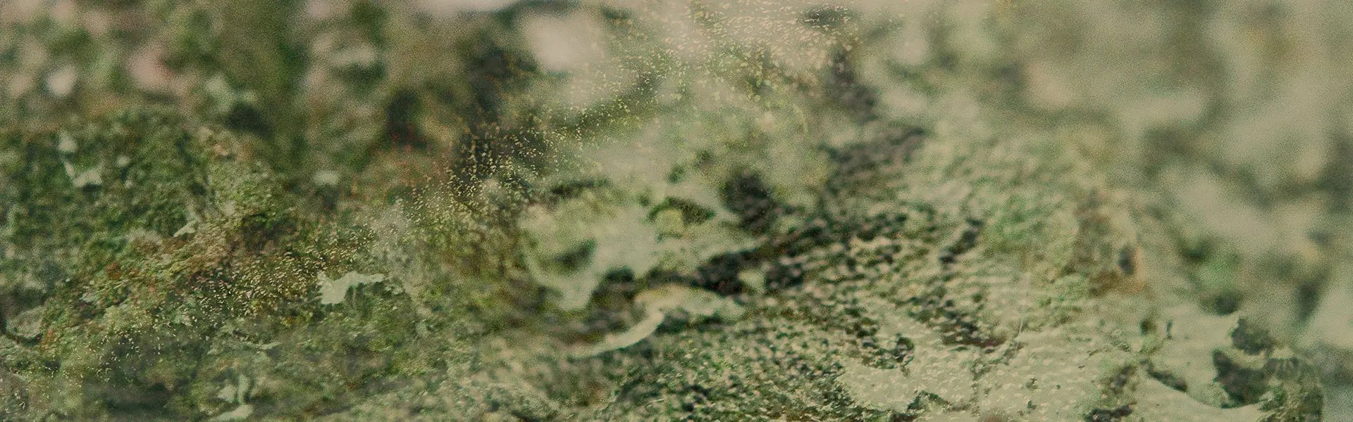 Artistic impression of the ingredient