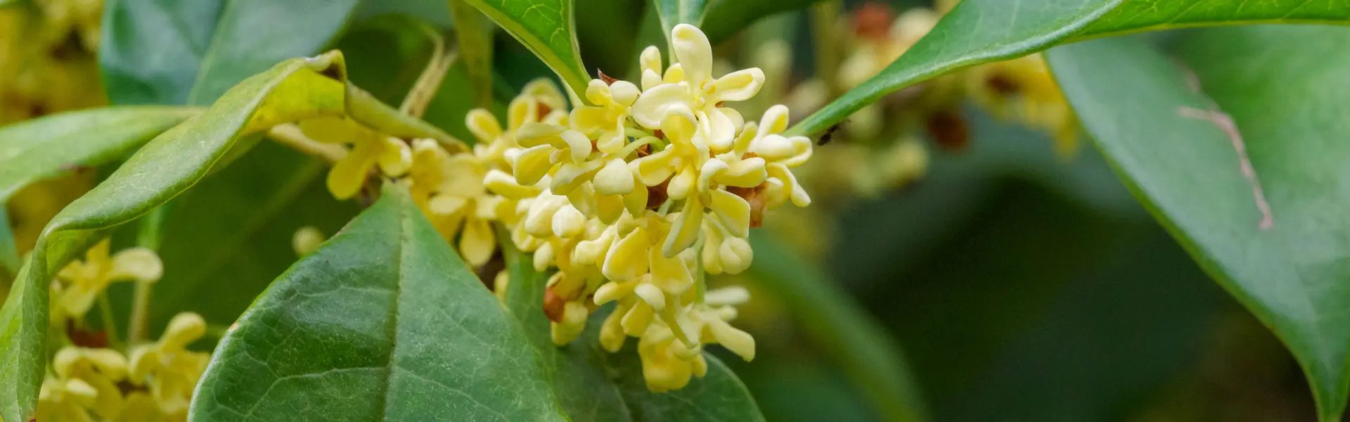 Osmanthus flowers