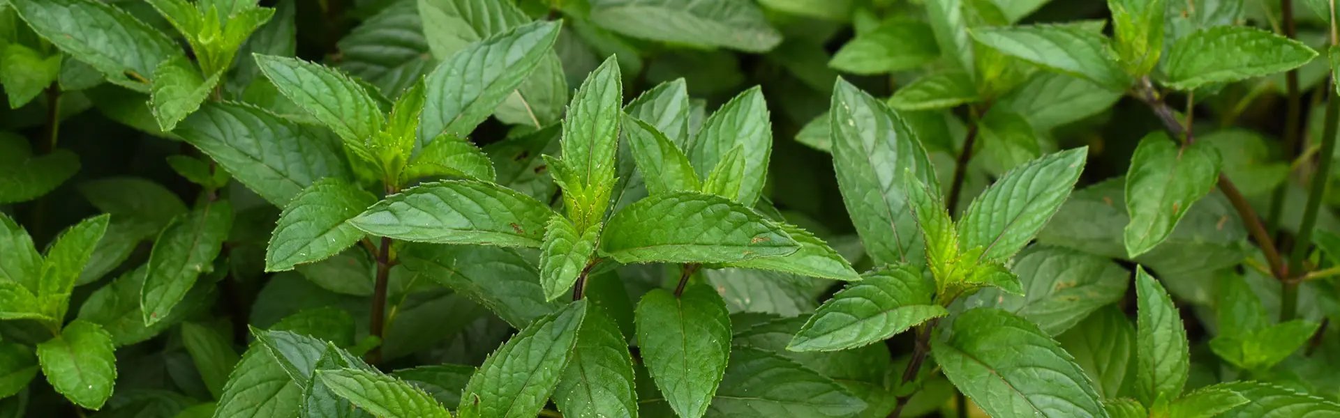 Peppermint plants