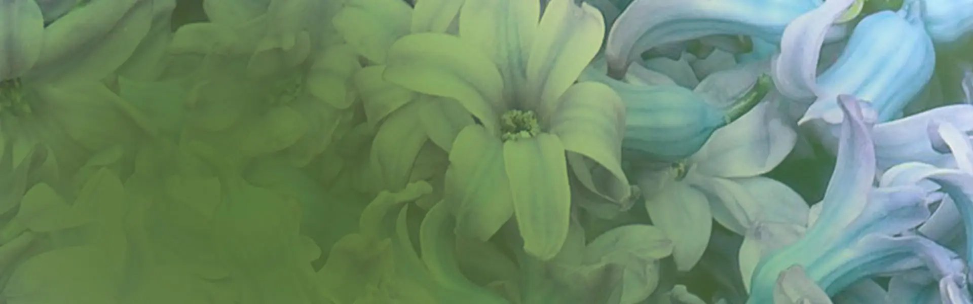 Artistic impression of the ingredient