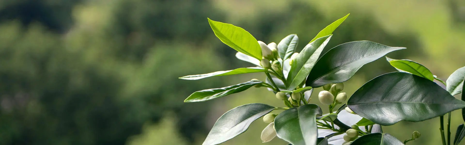Detail of the Citrus aurantium tree