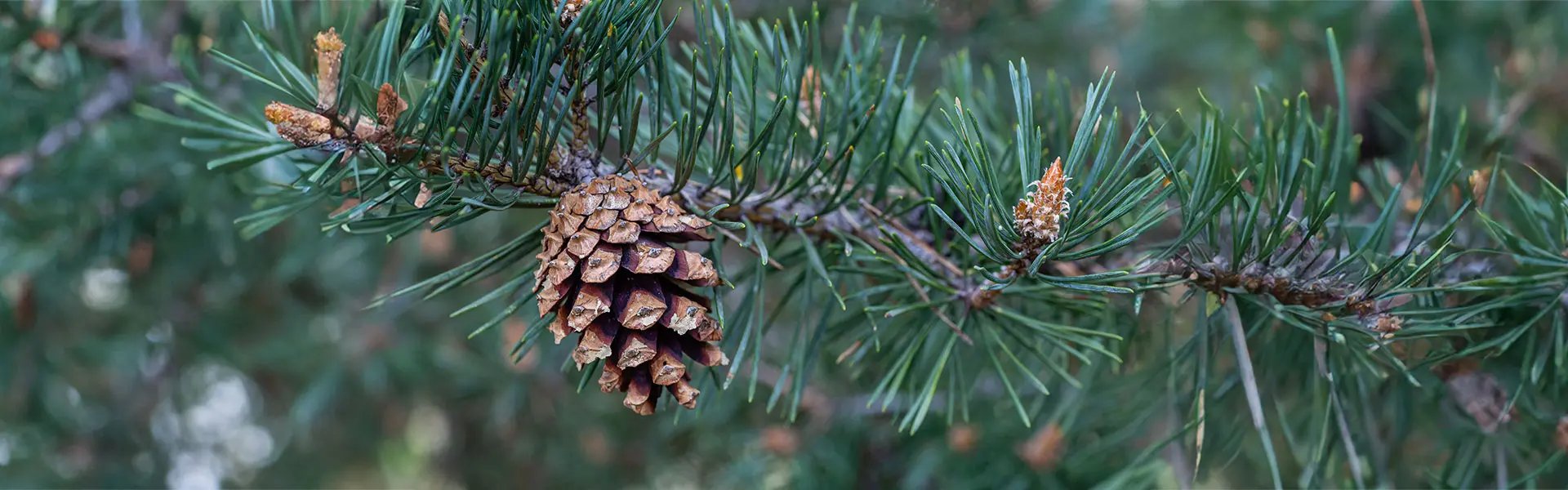 Pine on a tree
