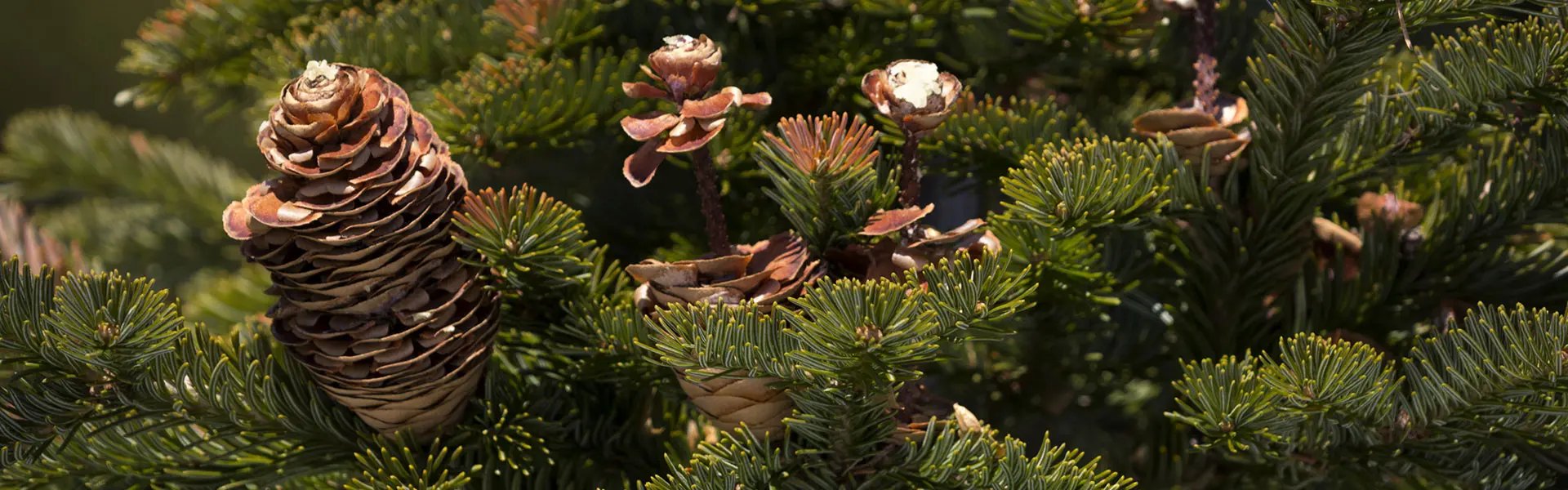 Branch of a Siberian pine tree