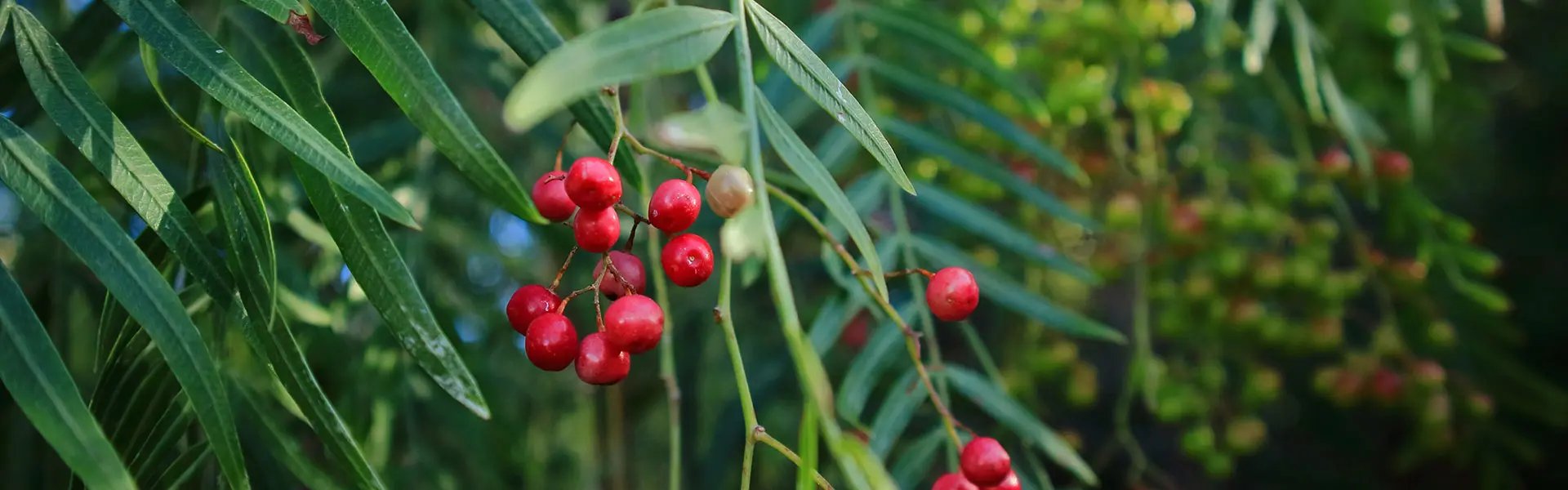 Pink peppercorn plant with berries