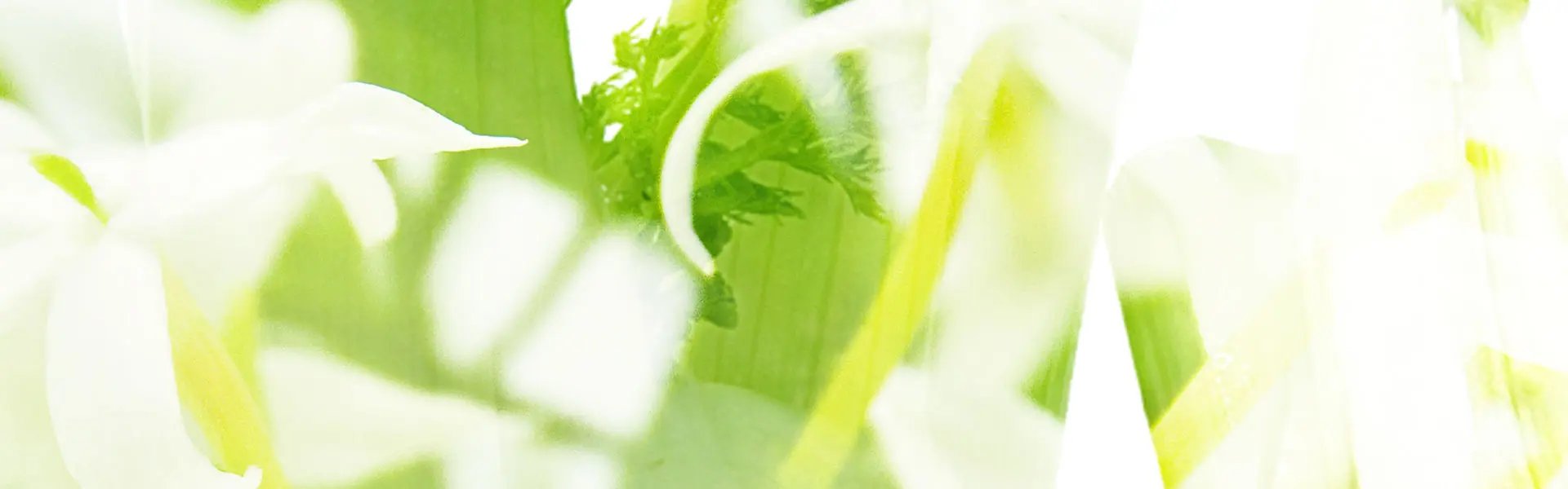 Artistic impression of the ingredient