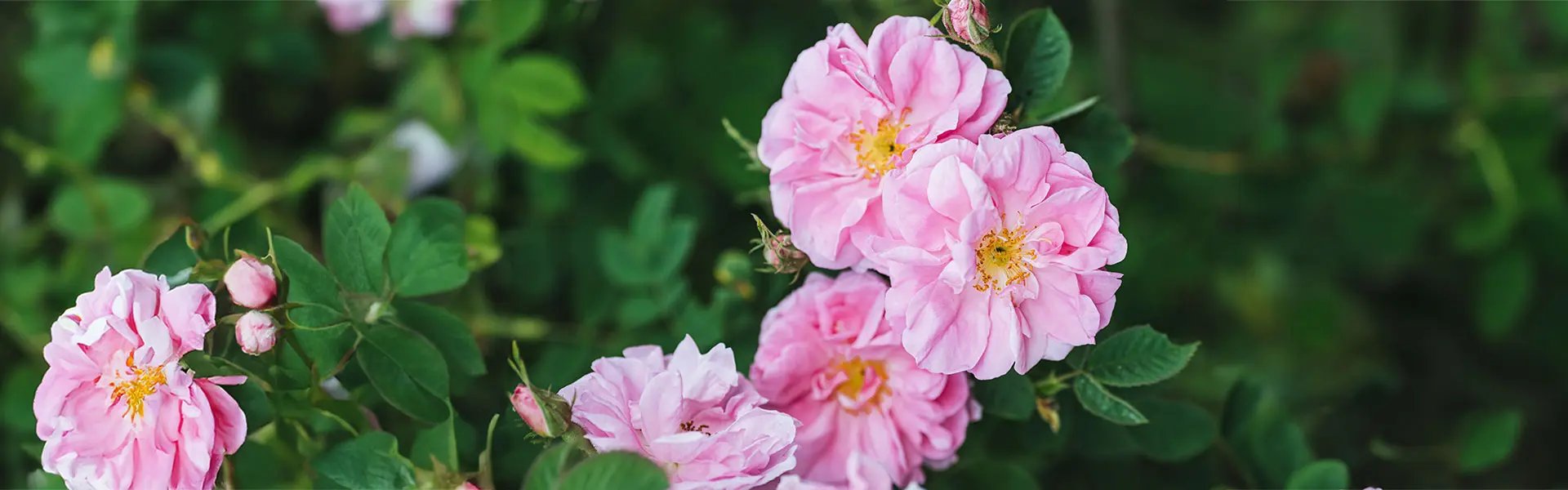 Flowers of rose plants