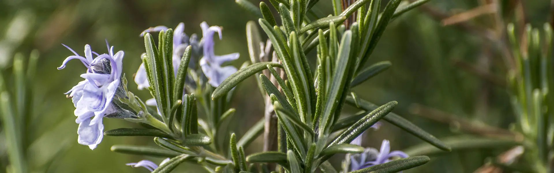 Rosemary plants