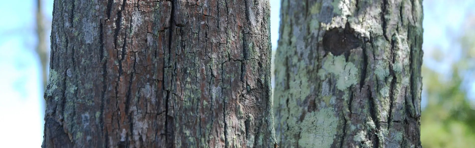 Front view of the trunk of a sandalwood tree