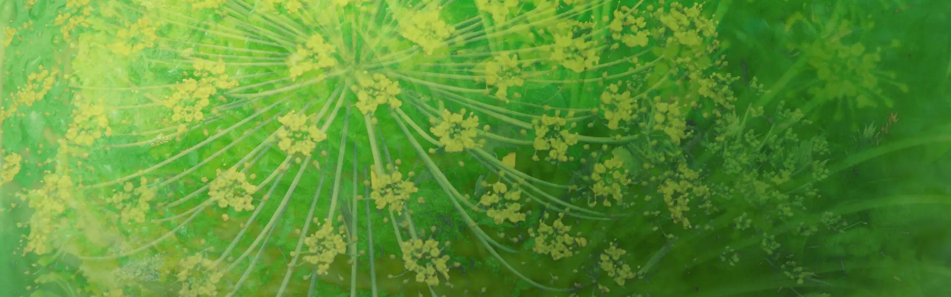 Artistic impression of the ingredient