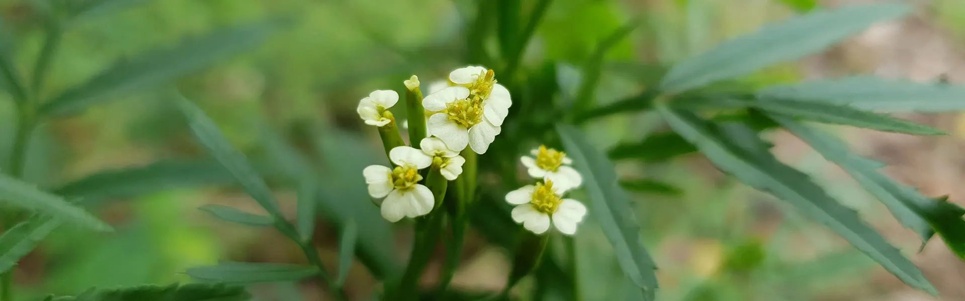 Tagetes flowers