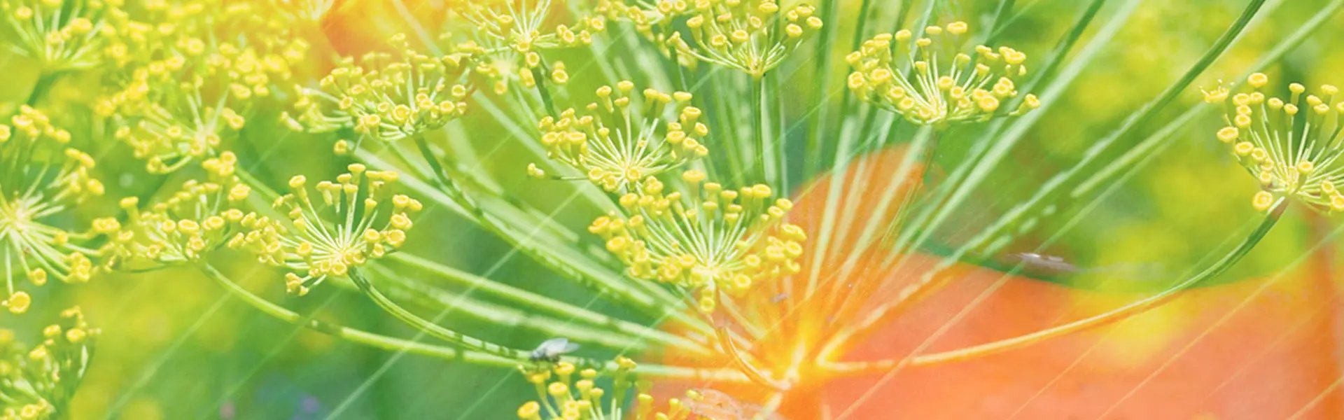 Artistic impression of the ingredient