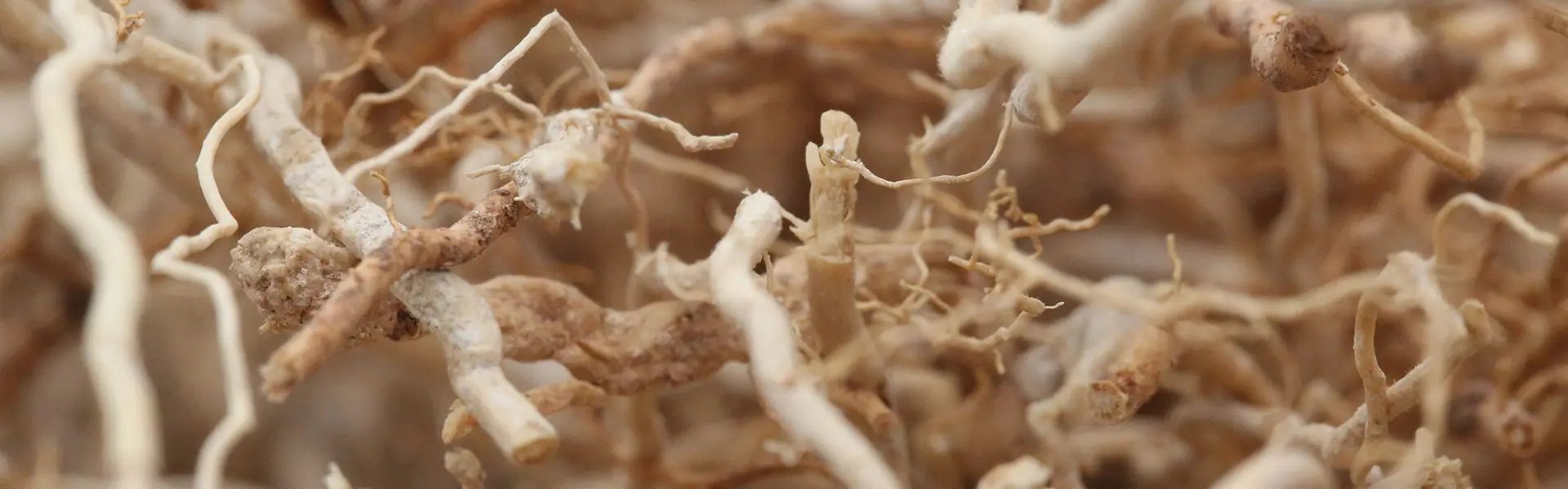 Detail shot of vetiver roots