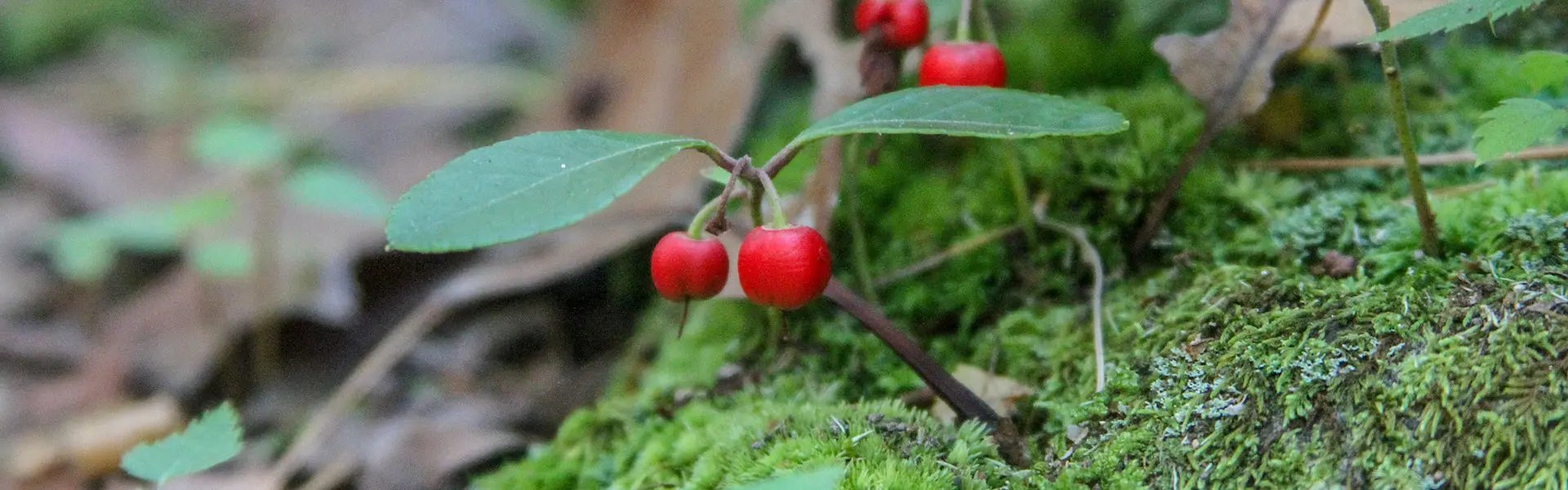 Wintergreen plant