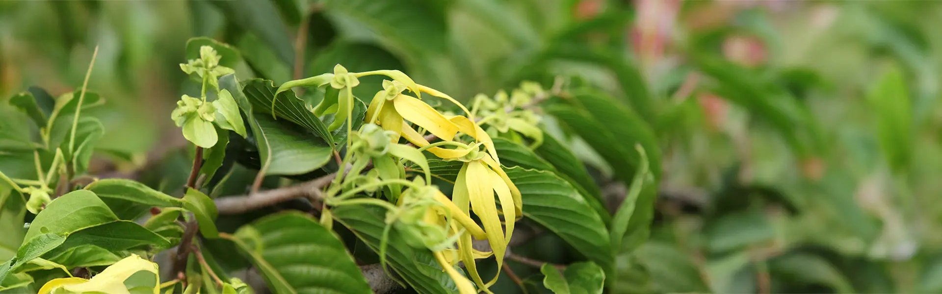 Ylang-ylang flowering plant