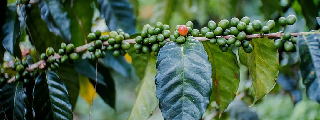 Coffee beans on plant