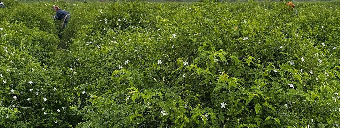 Harvesting jasmine