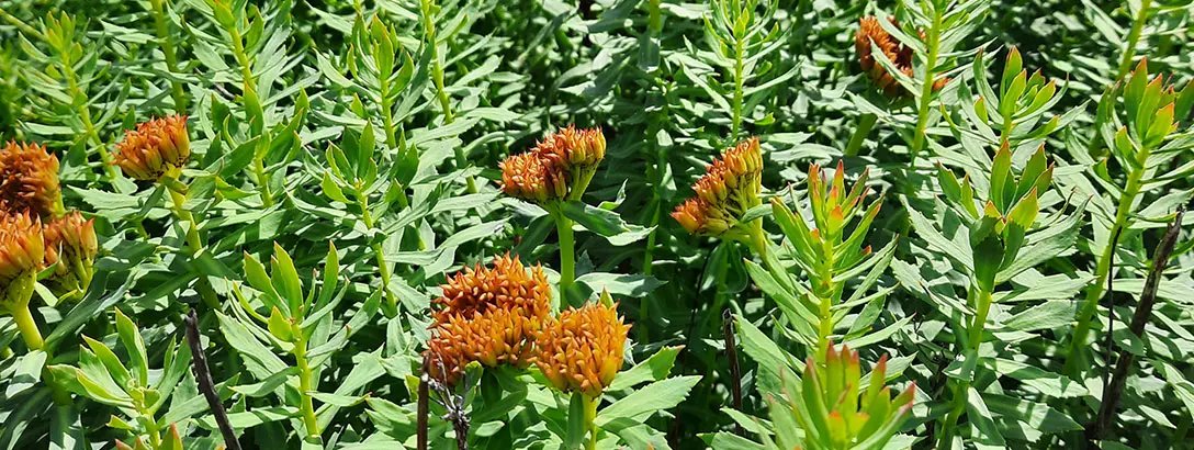 Field of rodiola flowers