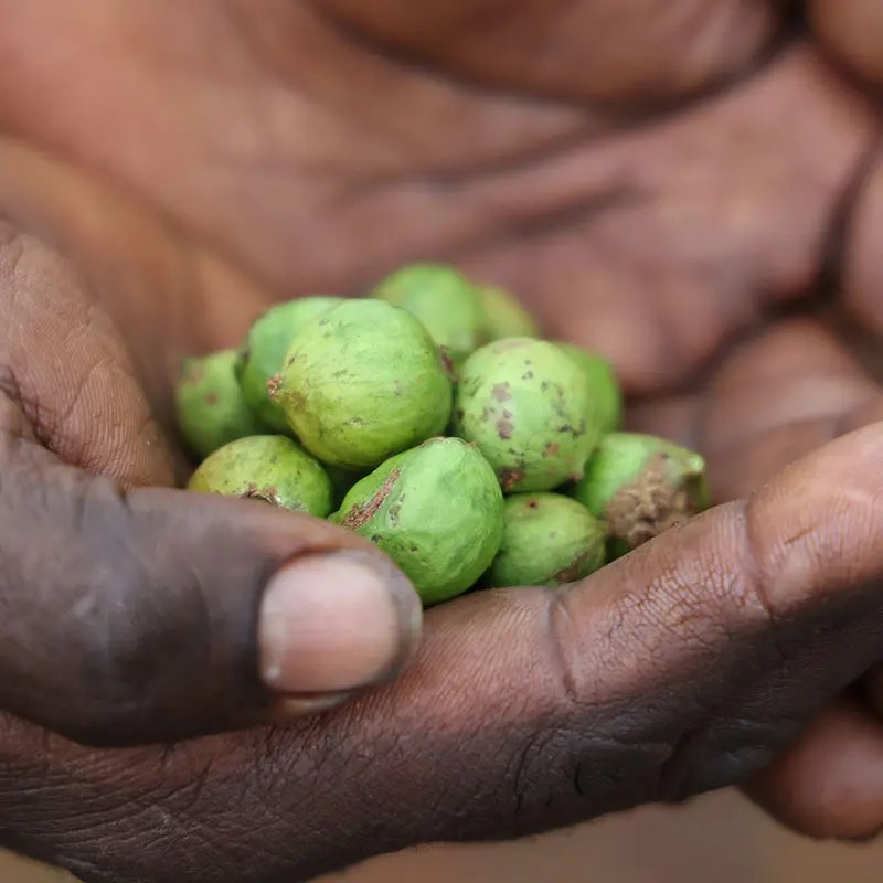 Sandalwood nuts in hands
