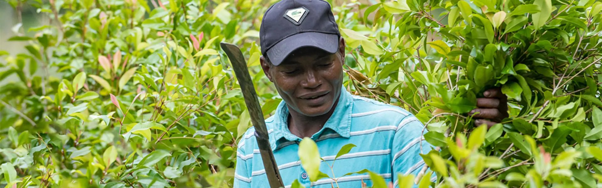 Sourcing clove leaf