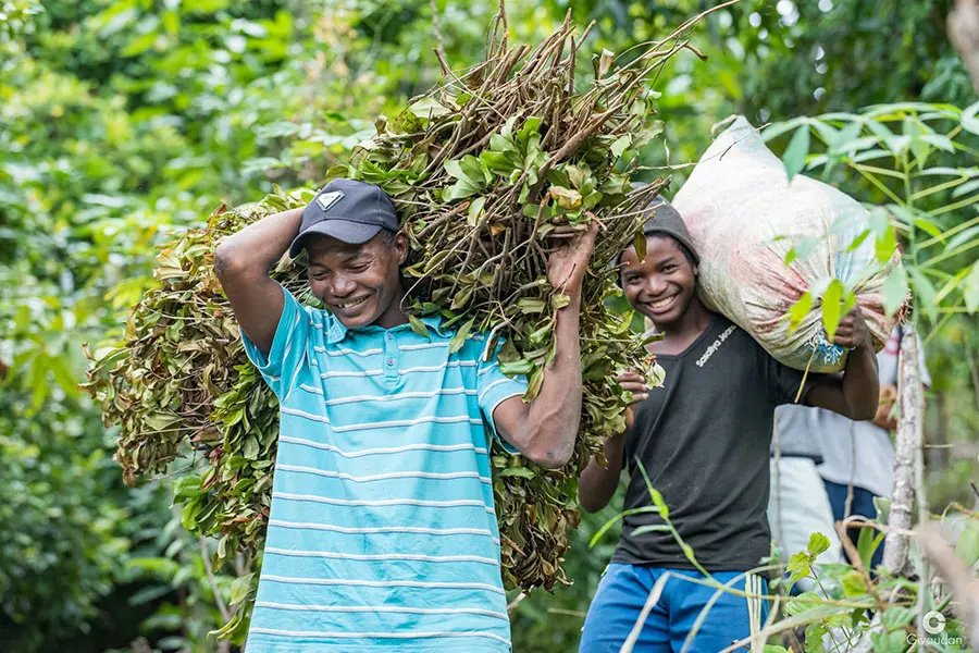 Two men carrying harvested clove leaf