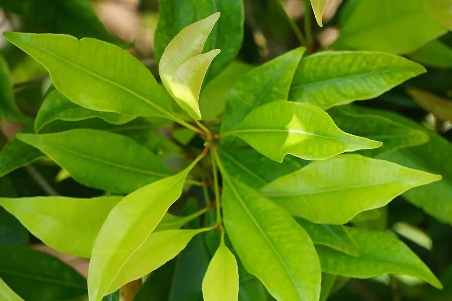 Clove cleaves