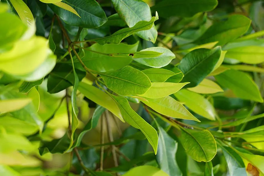 Clove cleaves