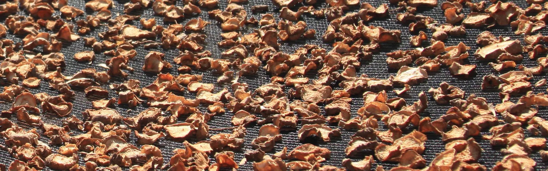 Dried pieces of Devil's Claw