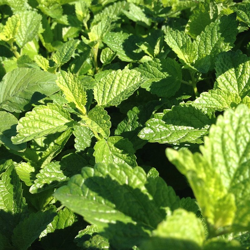 Zensera lemon balm