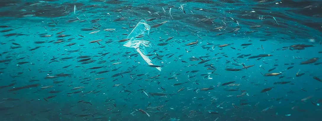 An ocean with fish and a piece of plastic