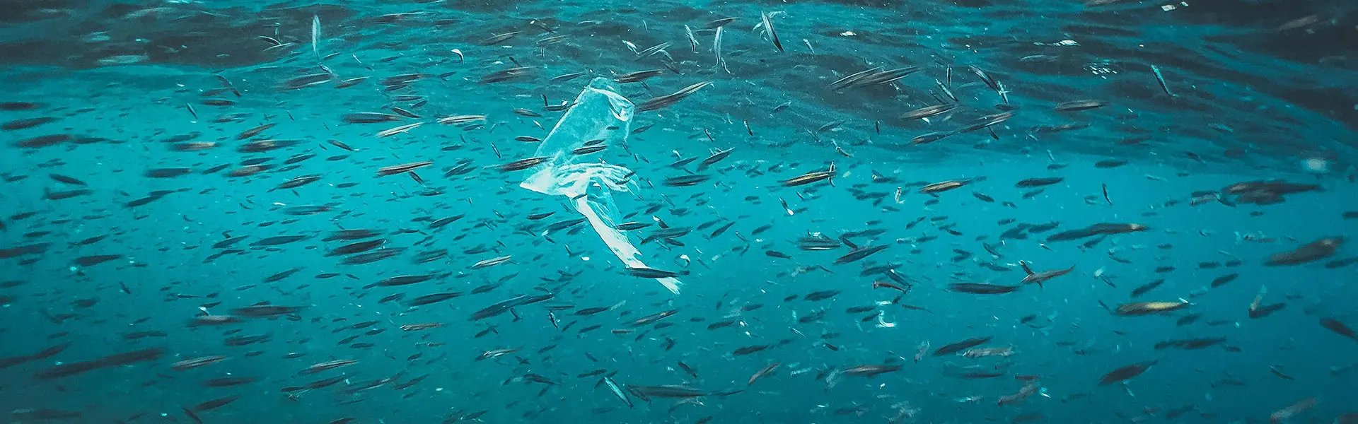 Ocean with fish and a piece of plastic