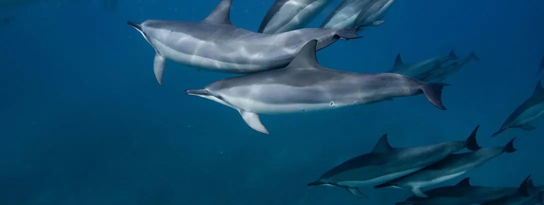 Two dolphins swimming in the ocean, underwater view