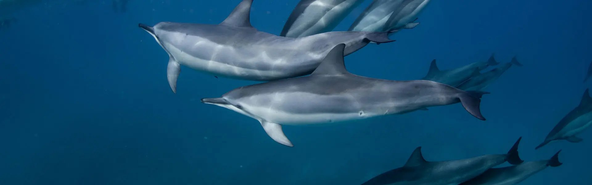 Underwater photo of dolphins in the ocean