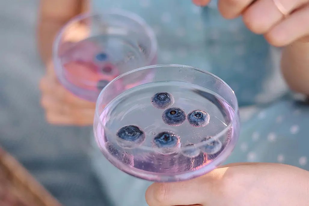 Transparent cold coloured tea with floating berries in a cocktail glass