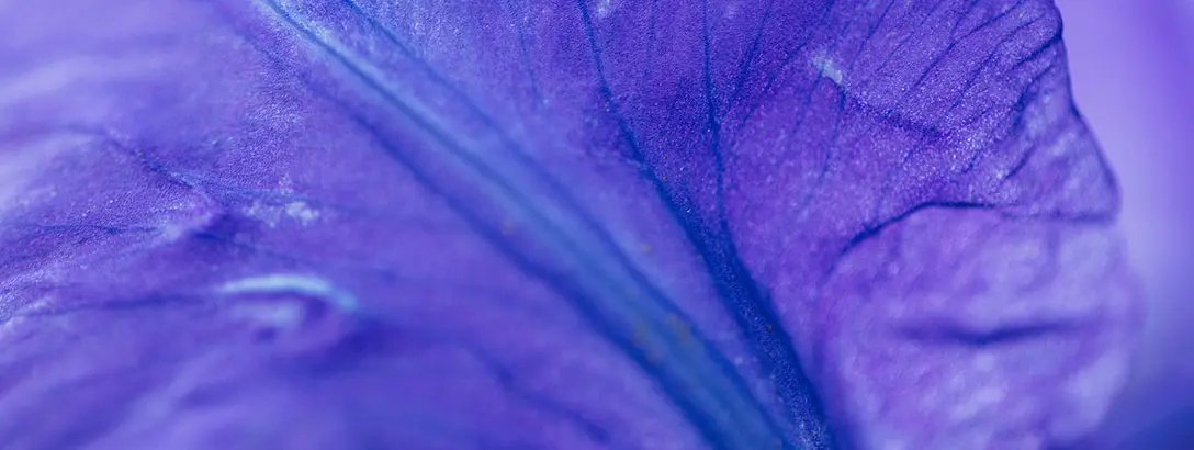 Close up of an iris flower