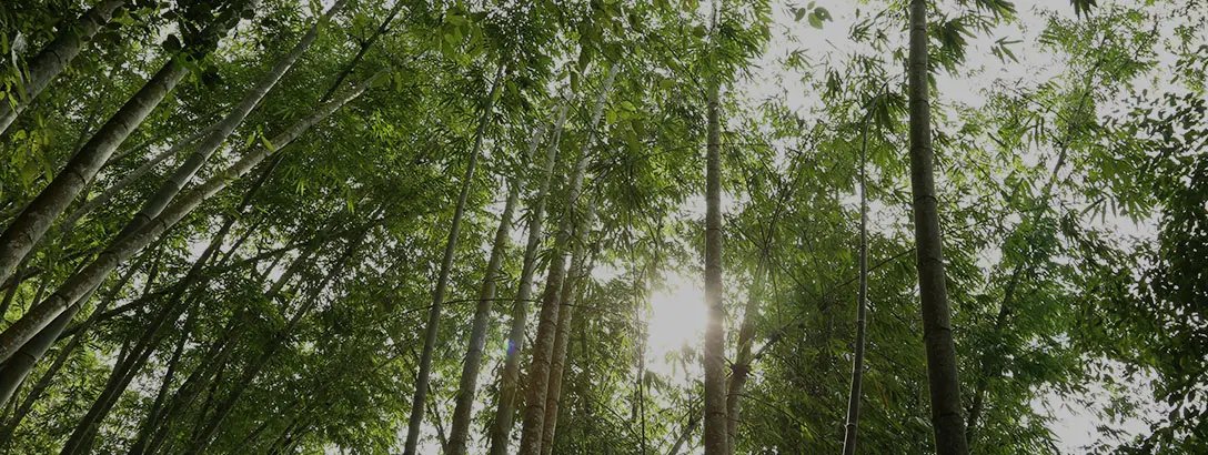 Bamboe forest