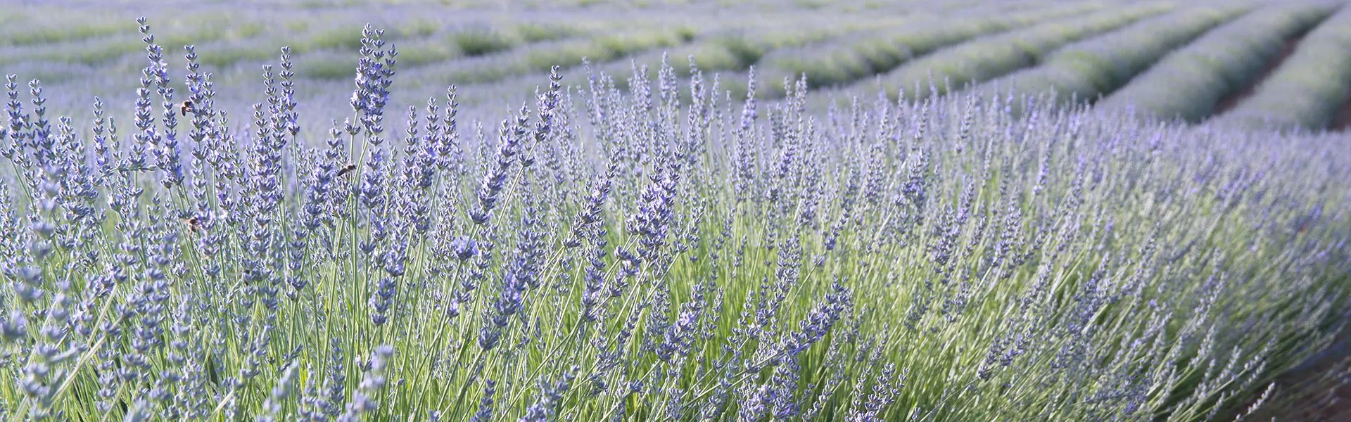Lavender field in France