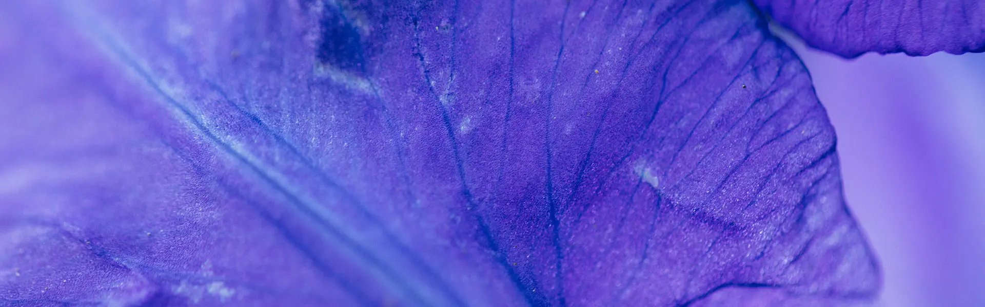 Macro photography of an iris leaf