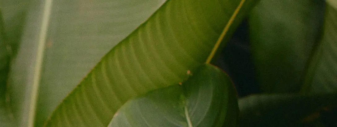 Macro image of tropical leaves