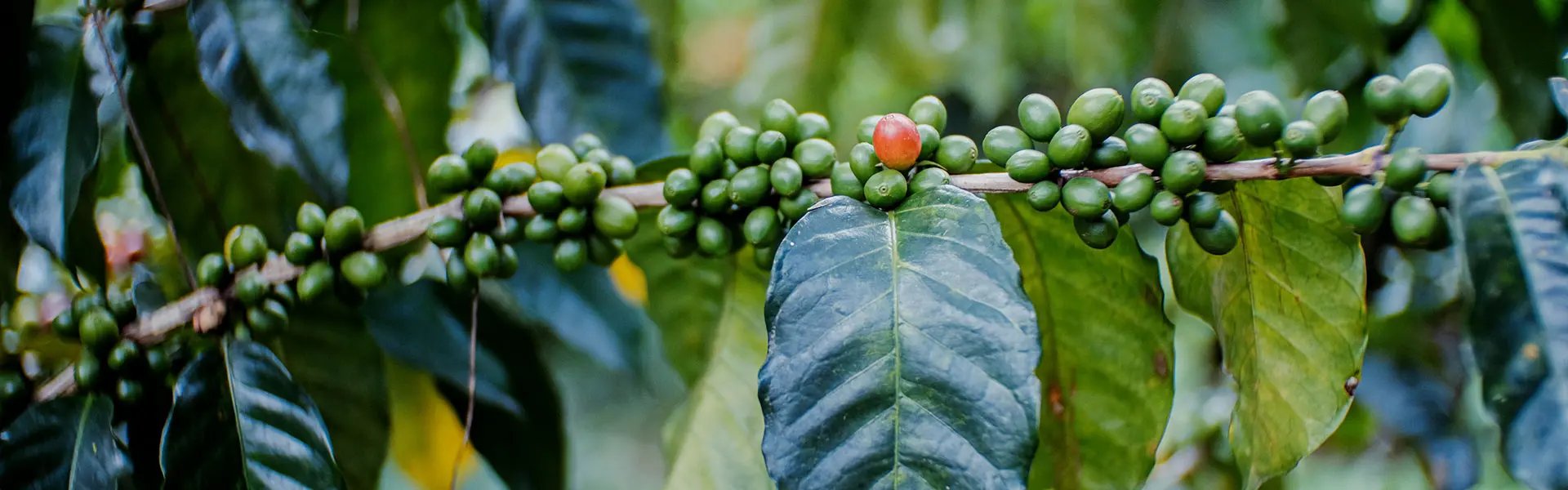 Unripe coffee bean cherries on a coffee tree