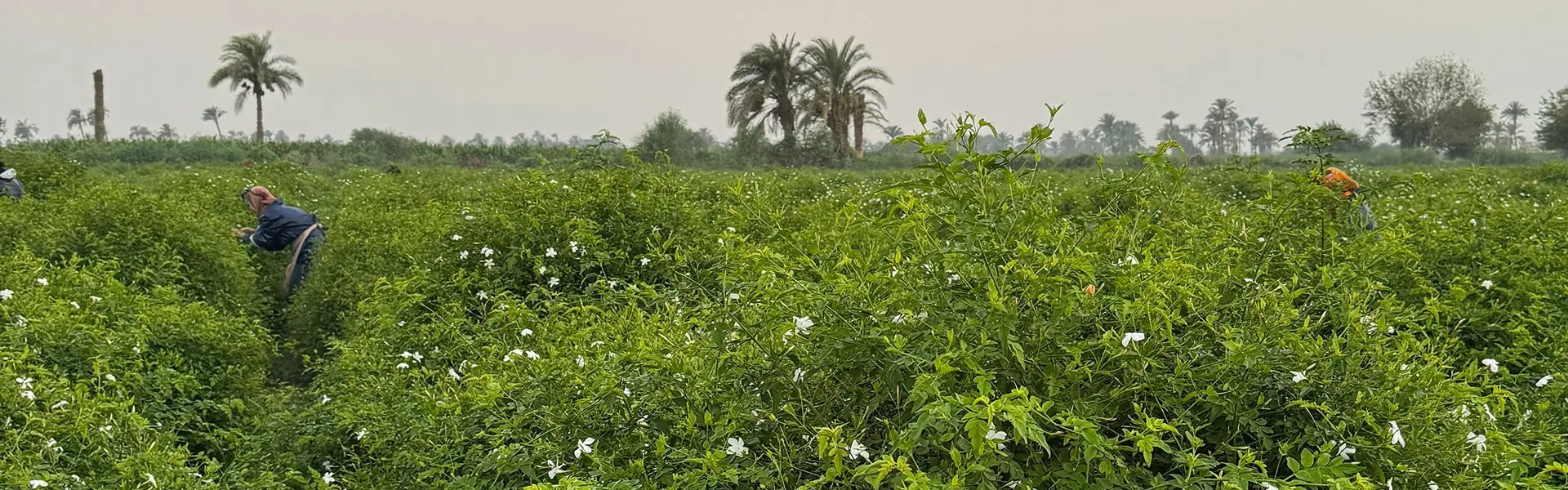 Jasmine field in Egypt